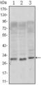 CD69 Molecule antibody, STJ97933, St John