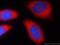GAPDH antibody, 60004-1-Ig, Proteintech Group, Immunofluorescence image 