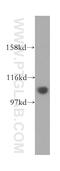 Integrator Complex Subunit 4 antibody, 16130-1-AP, Proteintech Group, Western Blot image 