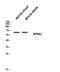 Karyopherin Subunit Alpha 2 antibody, STJ97644, St John