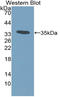C-C Motif Chemokine Ligand 7 antibody, LS-C314374, Lifespan Biosciences, Western Blot image 