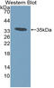 C-C motif chemokine 7 antibody, LS-C314374, Lifespan Biosciences, Western Blot image 