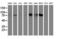 DGK-alpha antibody, LS-C173671, Lifespan Biosciences, Western Blot image 