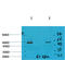 Solute Carrier Family 6 Member 1 antibody, STJ97573, St John