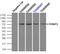 Fermitin Family Member 2 antibody, LS-B14321, Lifespan Biosciences, Immunoprecipitation image 