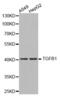 TGF beta antibody, abx000042, Abbexa, Western Blot image 