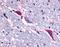Tachykinin Receptor 3 antibody, orb85704, Biorbyt, Immunohistochemistry paraffin image 