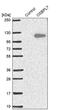 Oxysterol Binding Protein Like 7 antibody, PA5-57512, Invitrogen Antibodies, Western Blot image 