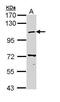 Coatomer Protein Complex Subunit Beta 1 antibody, PA5-29443, Invitrogen Antibodies, Western Blot image 