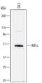 NFKB Inhibitor Epsilon antibody, AF4637, R&D Systems, Western Blot image 