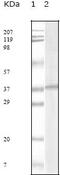 KSHV ORF62 antibody, 32-229, ProSci, Western Blot image 