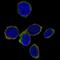 Selectin L antibody, NBP2-76545, Novus Biologicals, Immunofluorescence image 