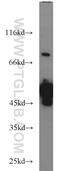 Regulator Of Chromosome Condensation 1 antibody, 22335-1-AP, Proteintech Group, Western Blot image 