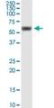 RuvB Like AAA ATPase 1 antibody, H00008607-M01, Novus Biologicals, Western Blot image 