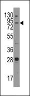 Junctophilin 3 antibody, 61-445, ProSci, Western Blot image 