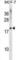Chemokine-like factor superfamily member 5 antibody, abx029588, Abbexa, Western Blot image 