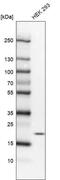 M-Phase Specific PLK1 Interacting Protein antibody, NBP2-31718, Novus Biologicals, Western Blot image 