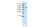 General Transcription Factor IIF Subunit 1 antibody, 31-189, ProSci, Enzyme Linked Immunosorbent Assay image 