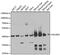 Acyl-CoA Dehydrogenase Short Chain antibody, GTX55489, GeneTex, Western Blot image 