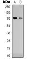 E3 ubiquitin/ISG15 ligase TRIM25 antibody, LS-C368828, Lifespan Biosciences, Western Blot image 