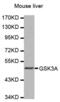 Glycogen Synthase Kinase 3 Alpha antibody, abx000794, Abbexa, Western Blot image 