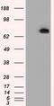 cAMP-specific 3 ,5 -cyclic phosphodiesterase 4A antibody, MA5-25106, Invitrogen Antibodies, Western Blot image 