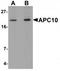 Anaphase Promoting Complex Subunit 10 antibody, TA319814, Origene, Western Blot image 