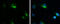 Matrix Metallopeptidase 1 antibody, GTX634538, GeneTex, Immunofluorescence image 