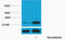 Histone H3 antibody, STJ97138, St John