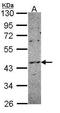 NADPH Oxidase Organizer 1 antibody, GTX108043, GeneTex, Western Blot image 