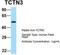 Tectonic Family Member 3 antibody, TA335587, Origene, Western Blot image 