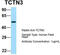 Tectonic Family Member 3 antibody, TA335587, Origene, Western Blot image 