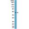 DNA Nucleotidylexotransferase antibody, M05546-1, Boster Biological Technology, Western Blot image 