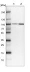 Pleckstrin Homology Domain Containing M3 antibody, NBP1-94090, Novus Biologicals, Western Blot image 