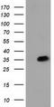 Aryl sulfotransferase IV antibody, CF502159, Origene, Western Blot image 