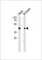 TAR DNA Binding Protein antibody, LS-B10176, Lifespan Biosciences, Western Blot image 