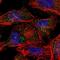 Ankyrin Repeat Domain 26 antibody, NBP1-82937, Novus Biologicals, Immunofluorescence image 