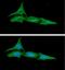 Autophagy Related 3 antibody, GTX57724, GeneTex, Immunofluorescence image 