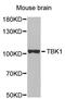 TANK Binding Kinase 1 antibody, MBS126808, MyBioSource, Western Blot image 