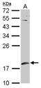Small Ubiquitin Like Modifier 1 antibody, NBP2-20532, Novus Biologicals, Western Blot image 