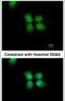 Origin recognition complex subunit 4 antibody, PA5-28084, Invitrogen Antibodies, Immunofluorescence image 