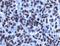 PLU-1 antibody, NBP1-97310, Novus Biologicals, Immunohistochemistry frozen image 