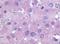 Prostaglandin F Receptor antibody, NLS1048, Novus Biologicals, Immunohistochemistry paraffin image 
