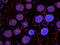 Biliverdin Reductase B antibody, orb247872, Biorbyt, Immunofluorescence image 