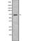 Centrosomal Protein 72 antibody, abx149239, Abbexa, Western Blot image 