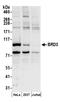 Bromodomain Containing 3 antibody, A302-368A, Bethyl Labs, Western Blot image 