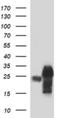 Proopiomelanocortin antibody, NBP2-45369, Novus Biologicals, Western Blot image 