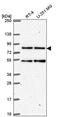 HEAT Repeat Containing 3 antibody, PA5-66185, Invitrogen Antibodies, Western Blot image 