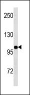 Insulin Receptor antibody, LS-C203824, Lifespan Biosciences, Western Blot image 