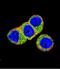 AKT Serine/Threonine Kinase 2 antibody, LS-C98939, Lifespan Biosciences, Immunofluorescence image 